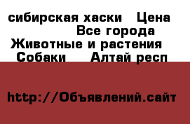 l: сибирская хаски › Цена ­ 10 000 - Все города Животные и растения » Собаки   . Алтай респ.